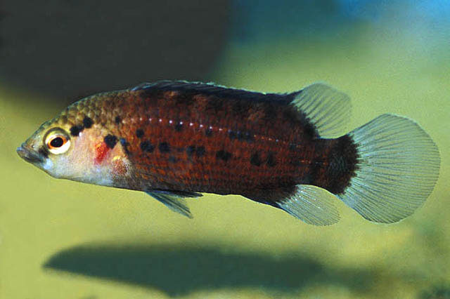 (Badis) Род БАДИСЫ 14 видов